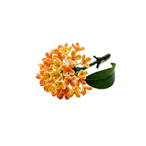 Osmanthus